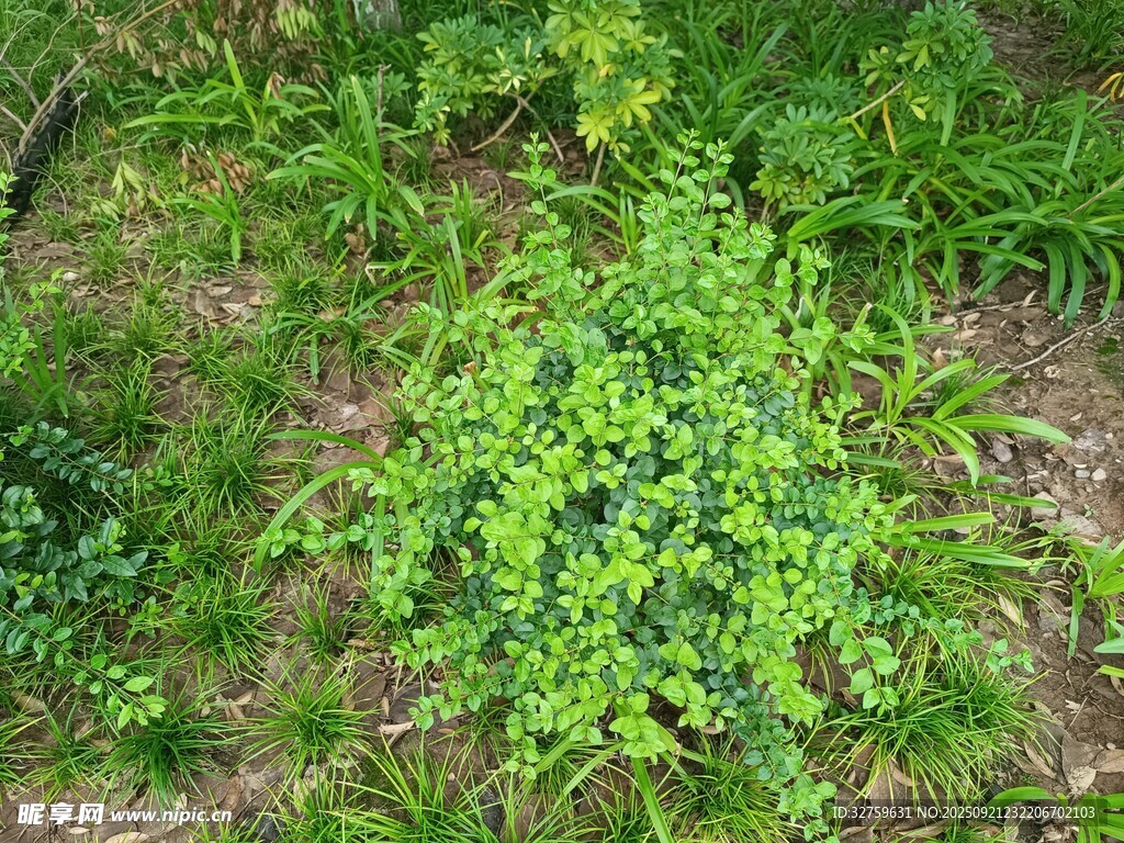 翠绿繁茂的地面植物景观