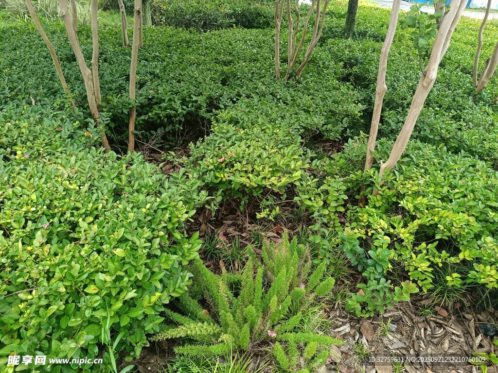繁茂绿植景观