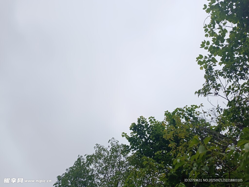 仰视绿树与朦胧天空