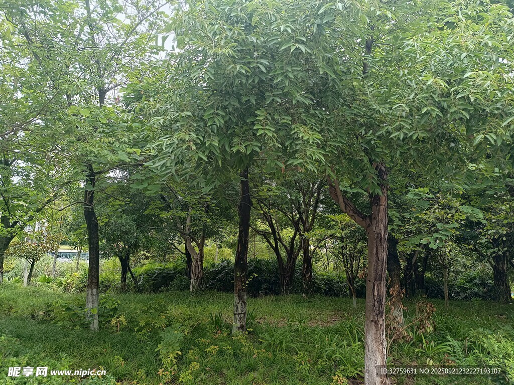 夏日葱郁树林景观