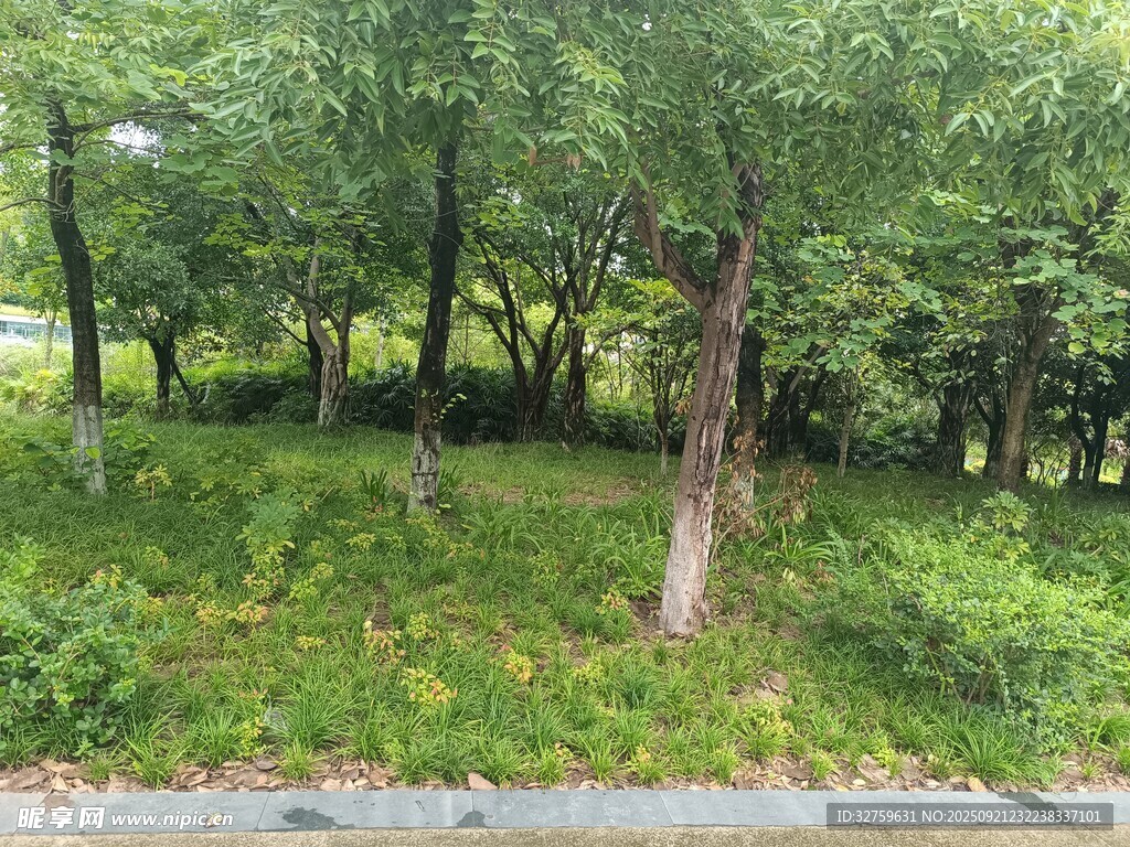 林间绿意盎然的自然景致