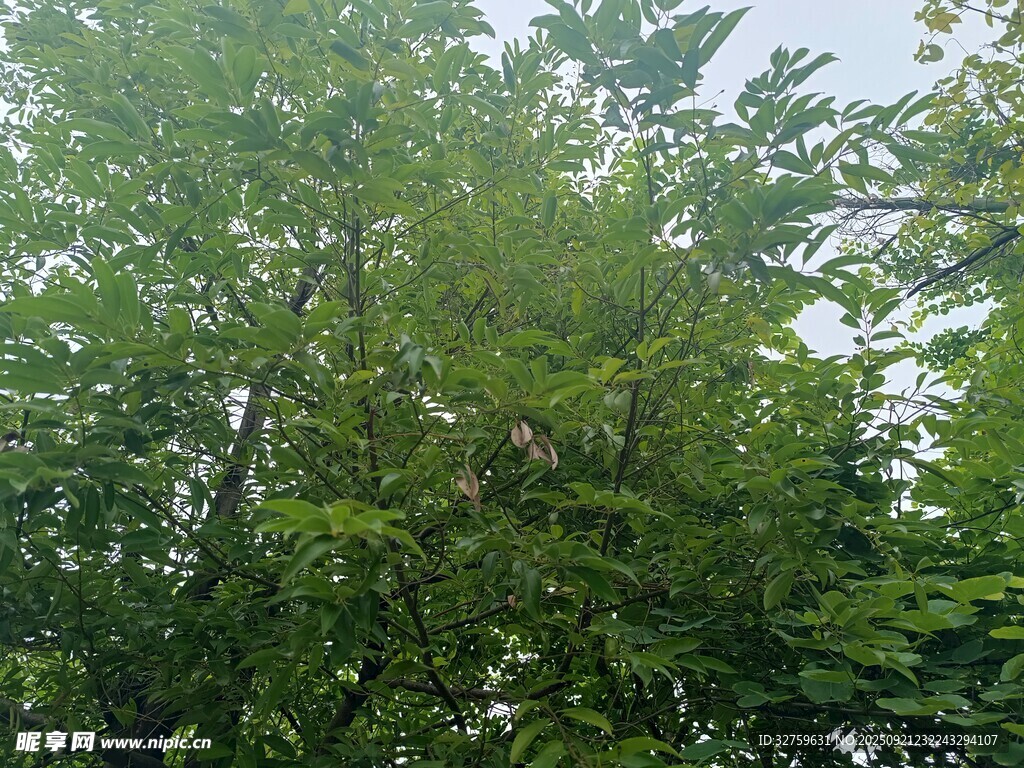 茂密绿树展现自然生机
