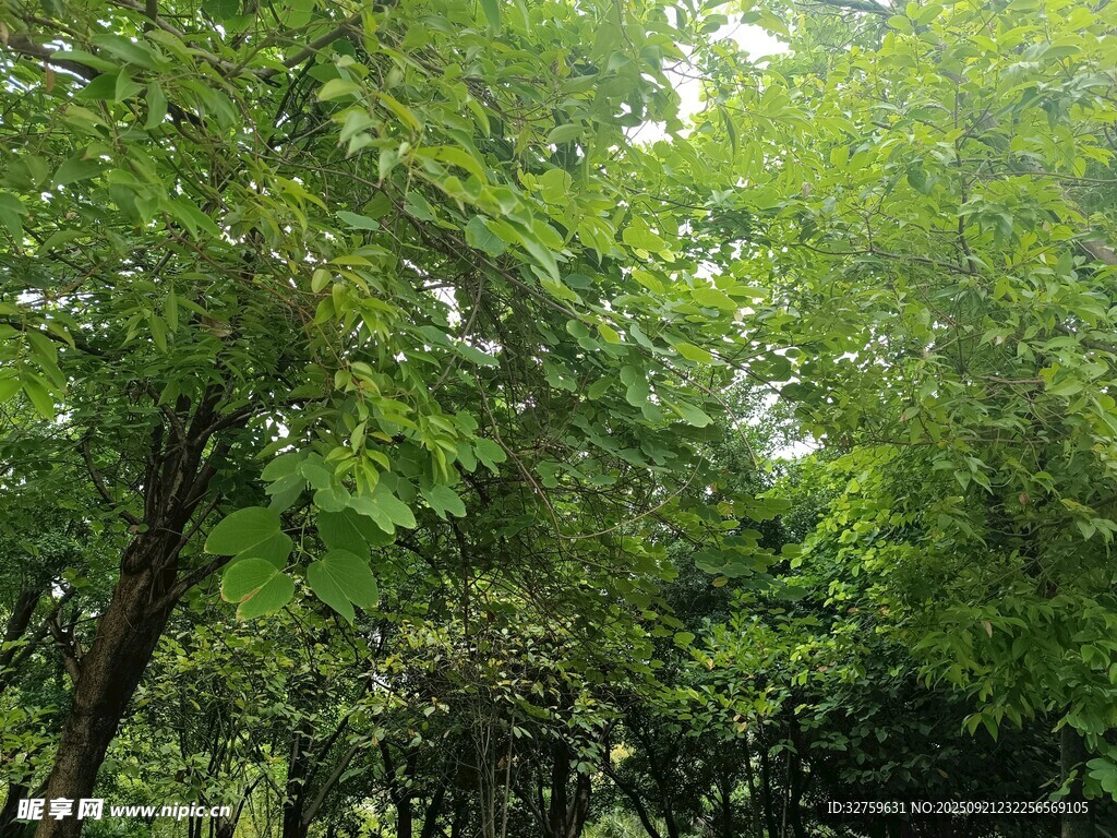 茂密绿意盎然的森林景象