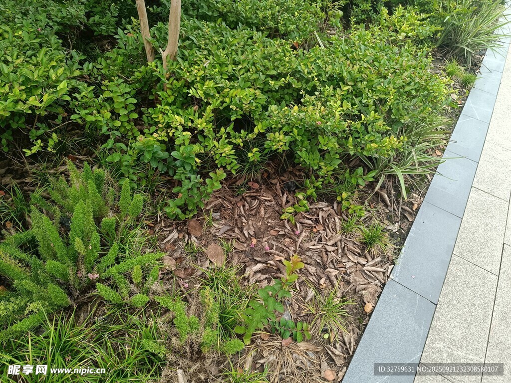 路边绿植景观