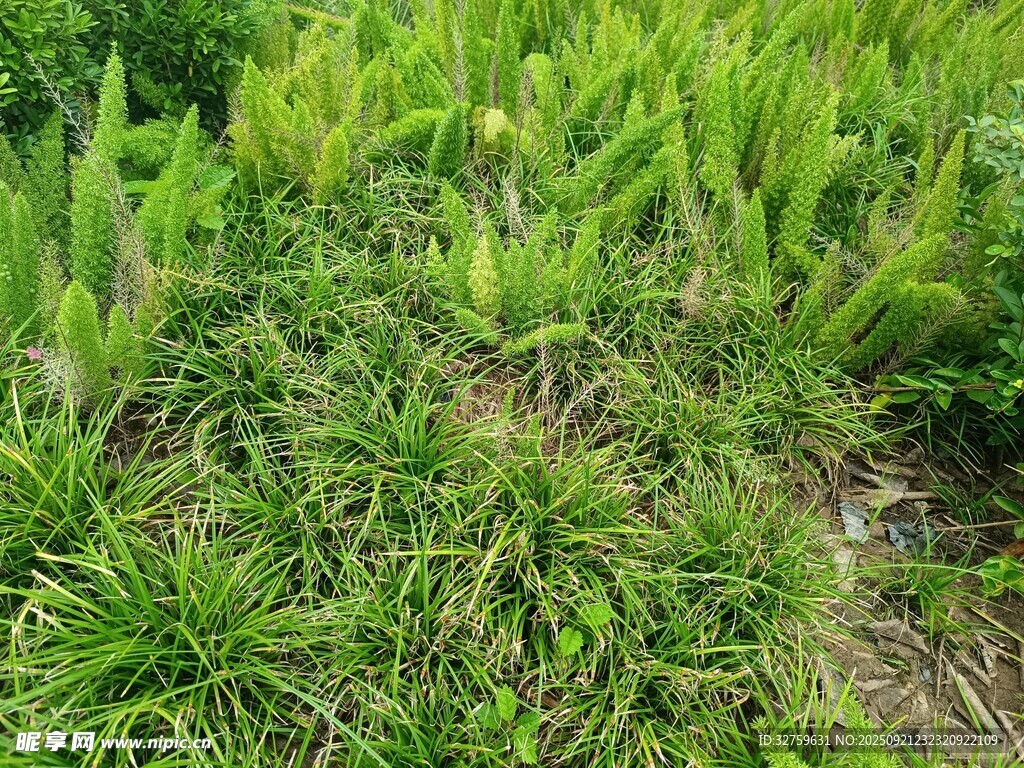 翠绿繁茂的野生植物景观