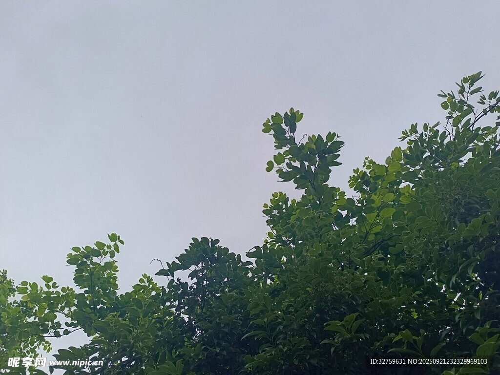 树梢上的天空