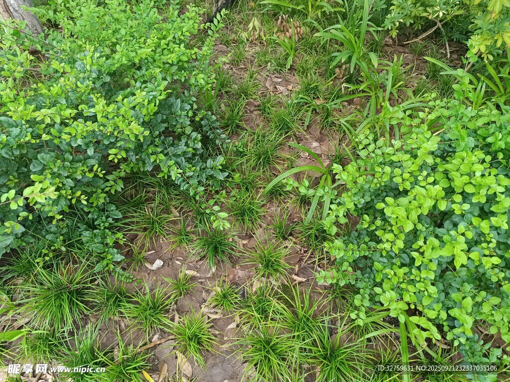 俯瞰绿意盎然的植物景观