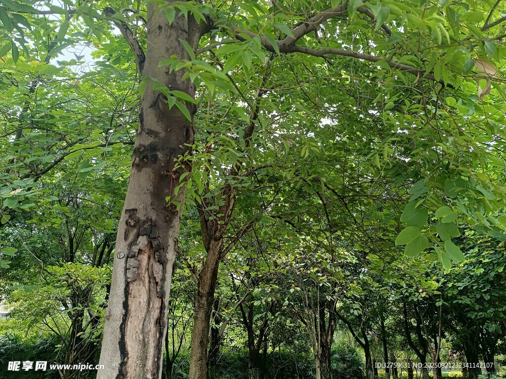 夏日葱郁树林景色
