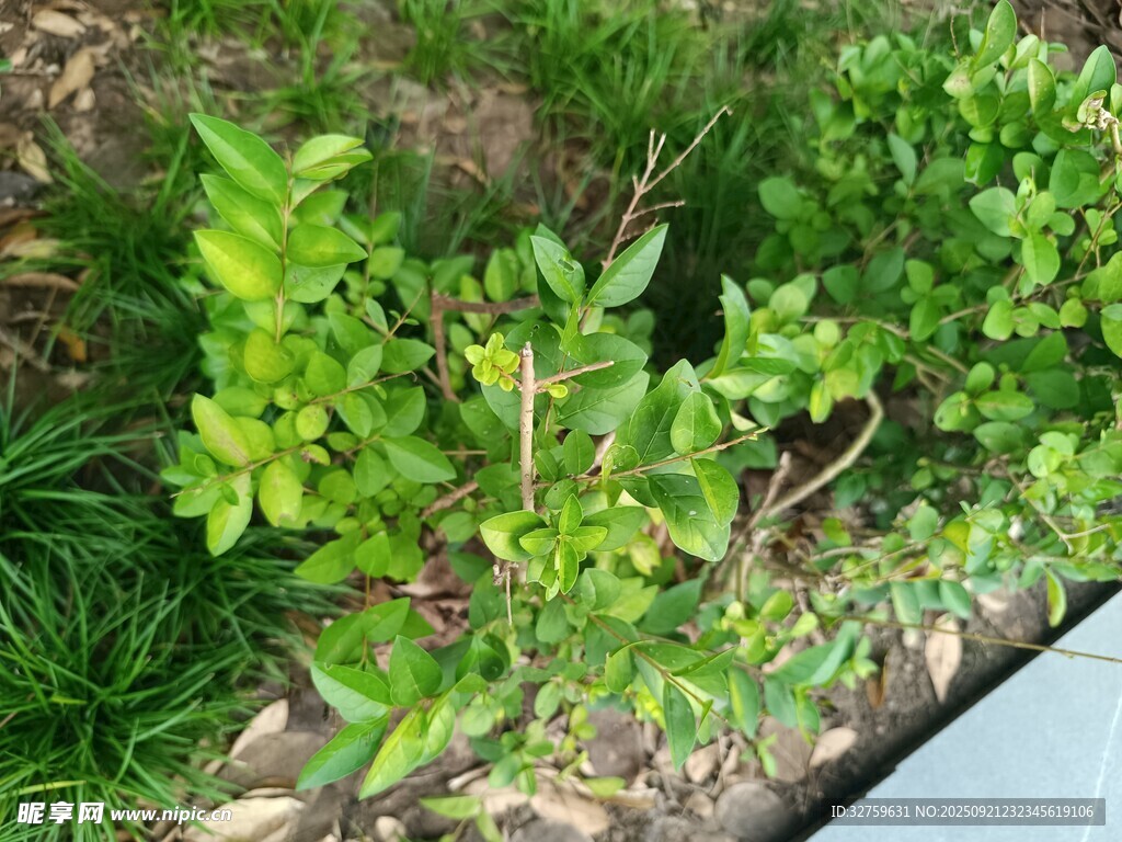 绿叶植物生机盎然