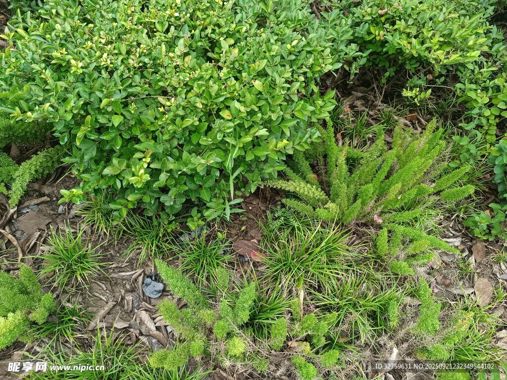 地面绿植景观