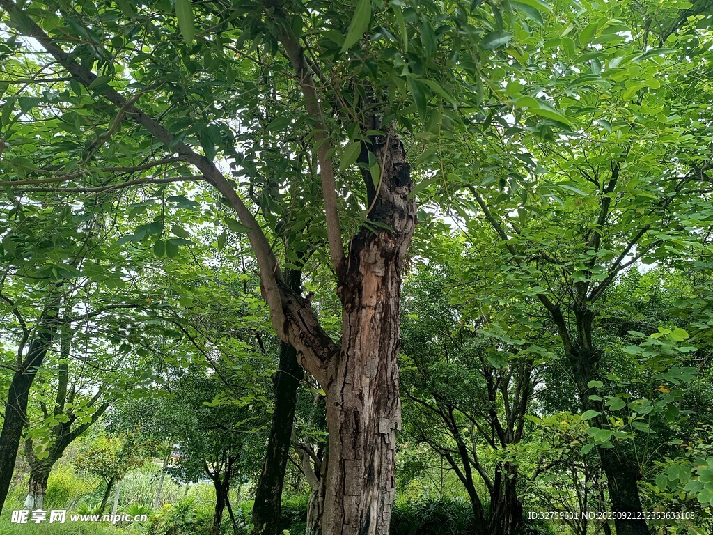 葱郁树林中的粗壮树木