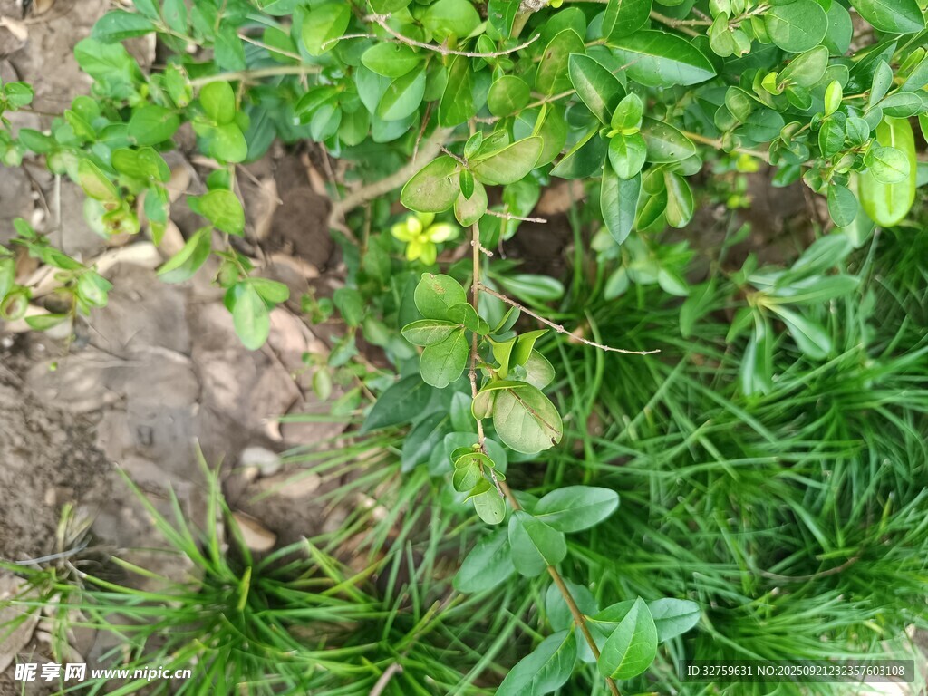 绿叶繁茂的地面植物景观
