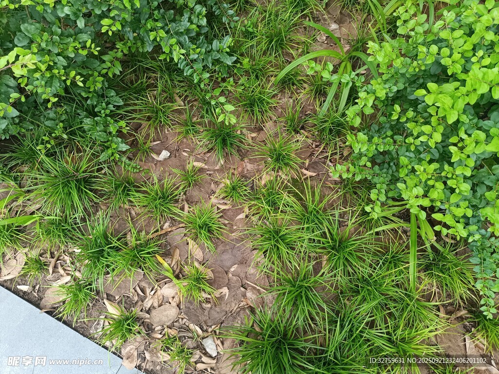 户外绿植覆盖的地面场景