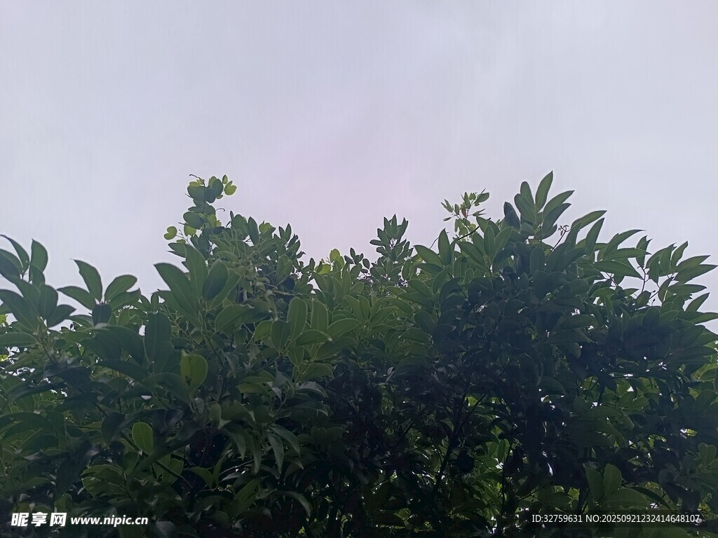 树梢上的天空景色