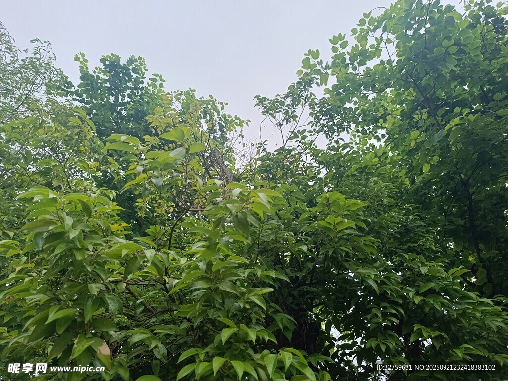 繁茂绿树 