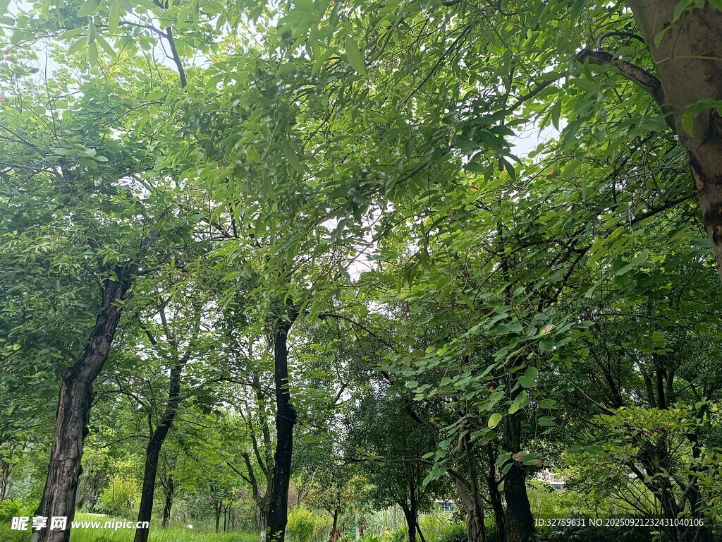 夏日葱郁树林景观