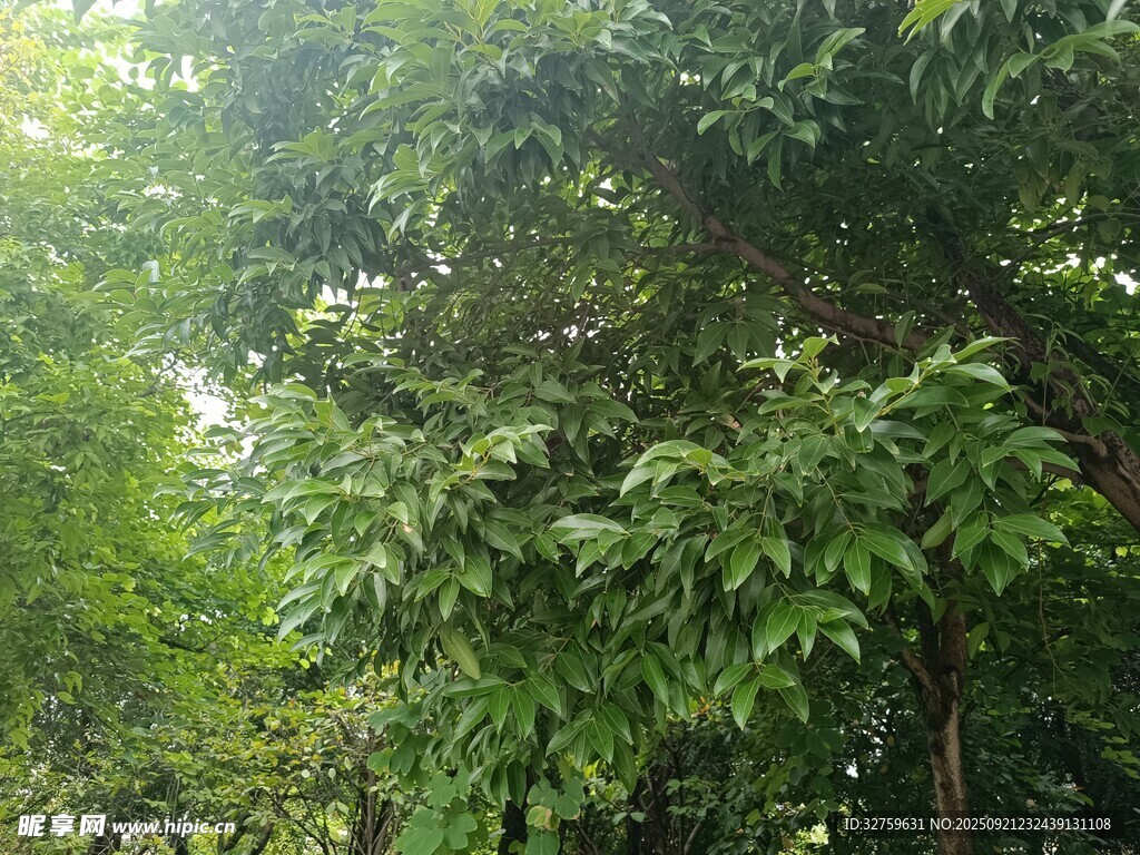 茂密绿意森林景象