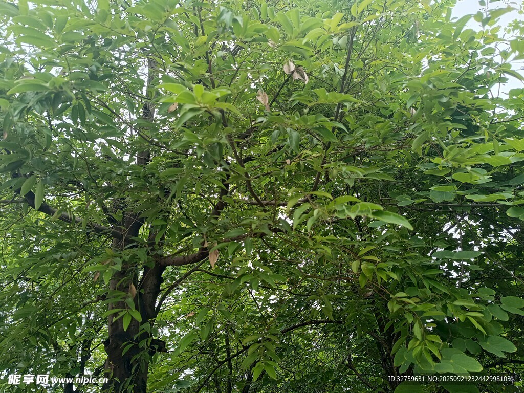 茂密树林绿意盎然