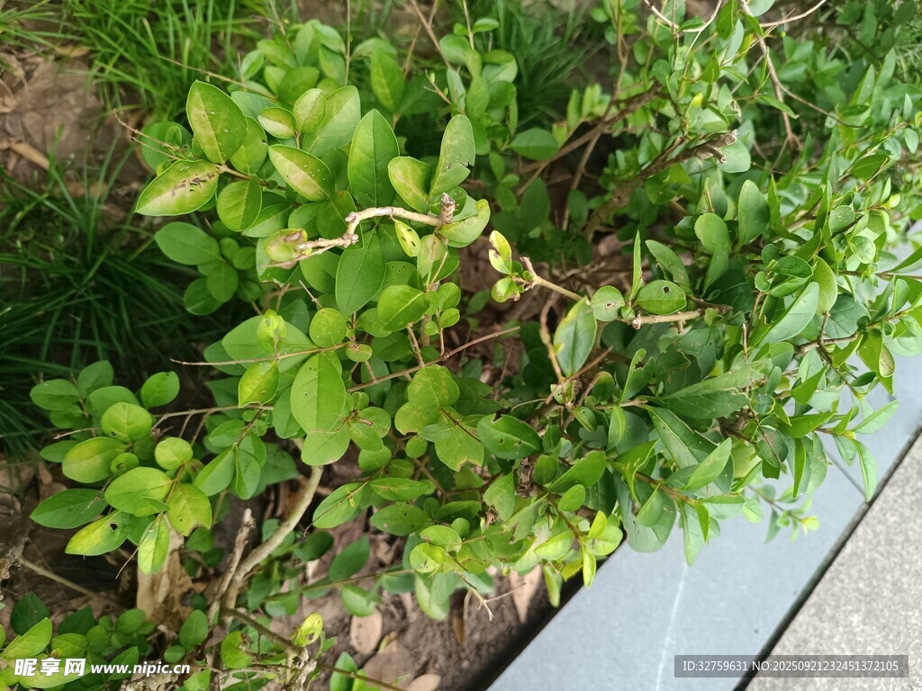 绿叶植物近景特写