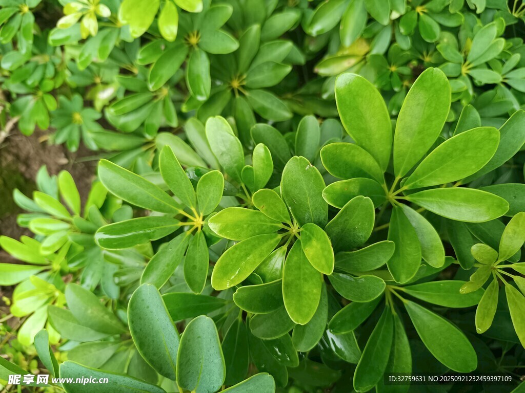 翠绿繁茂的绿叶植物