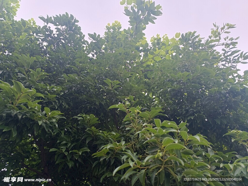茂密葱郁的绿色树林