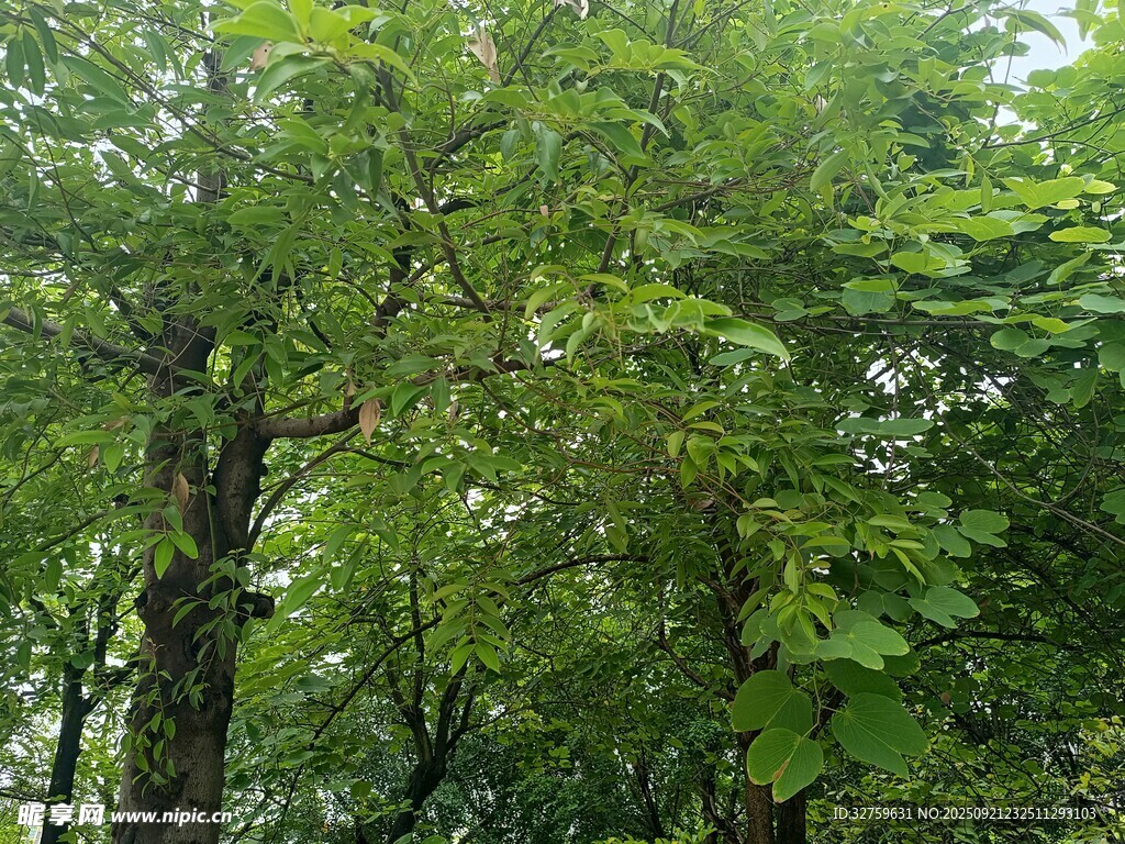 茂密绿意森林景观
