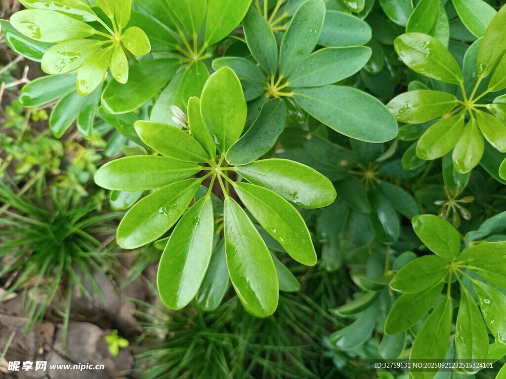 翠绿繁茂的海桐枝叶