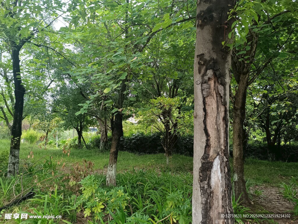 林间绿意盎然的自然景致