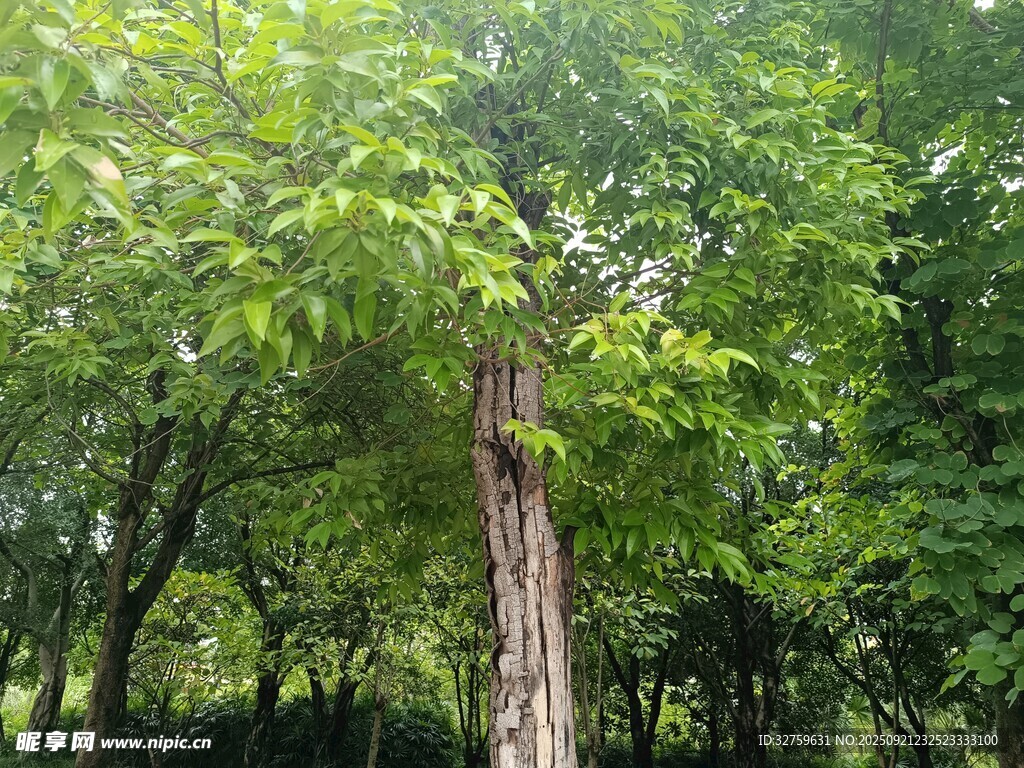 林间挺拔树木绿意盎然