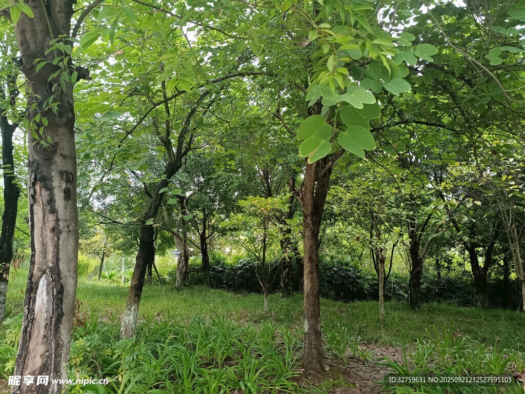 绿意盎然的林间景色