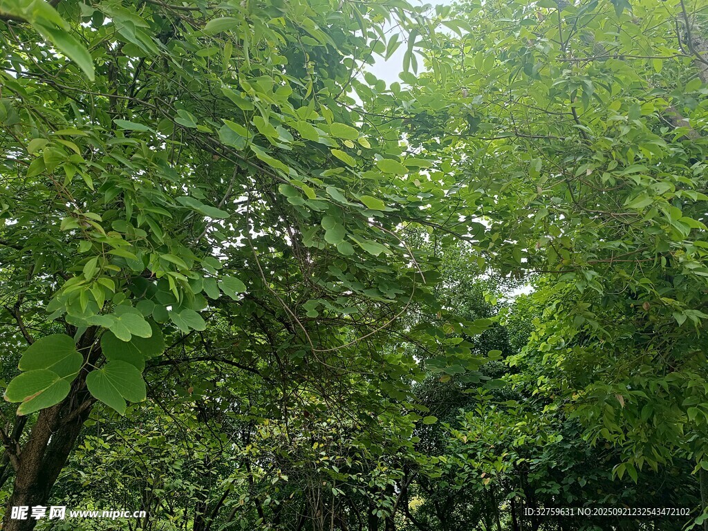 茂密森林绿意盎然