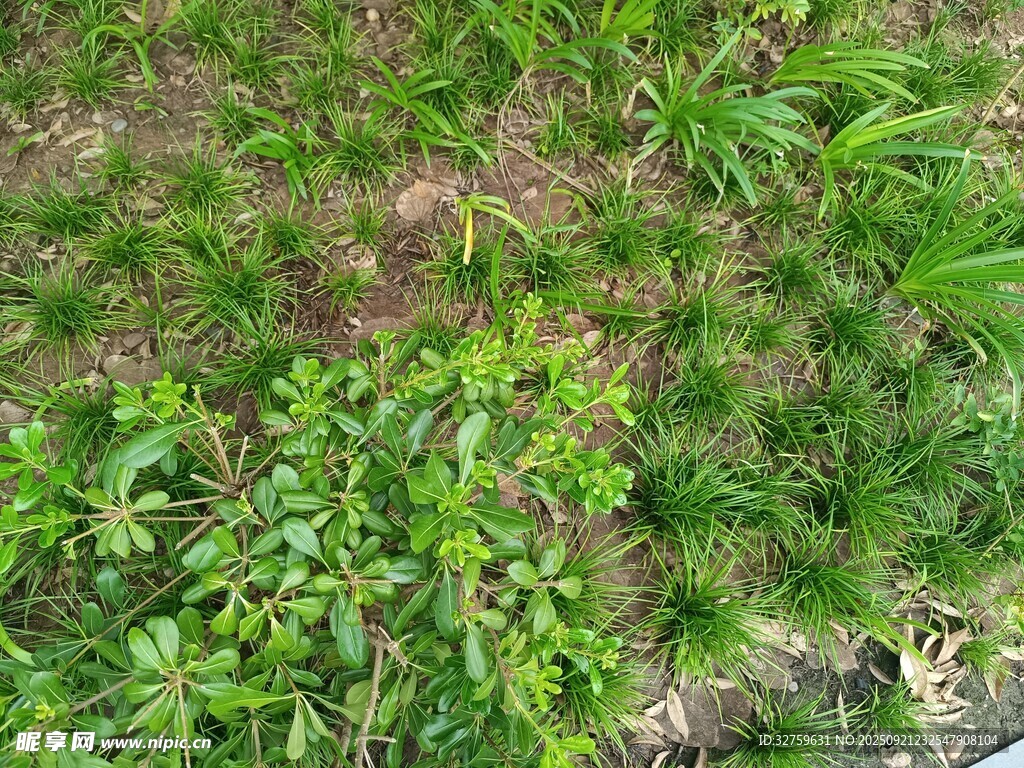 户外繁茂绿植景观