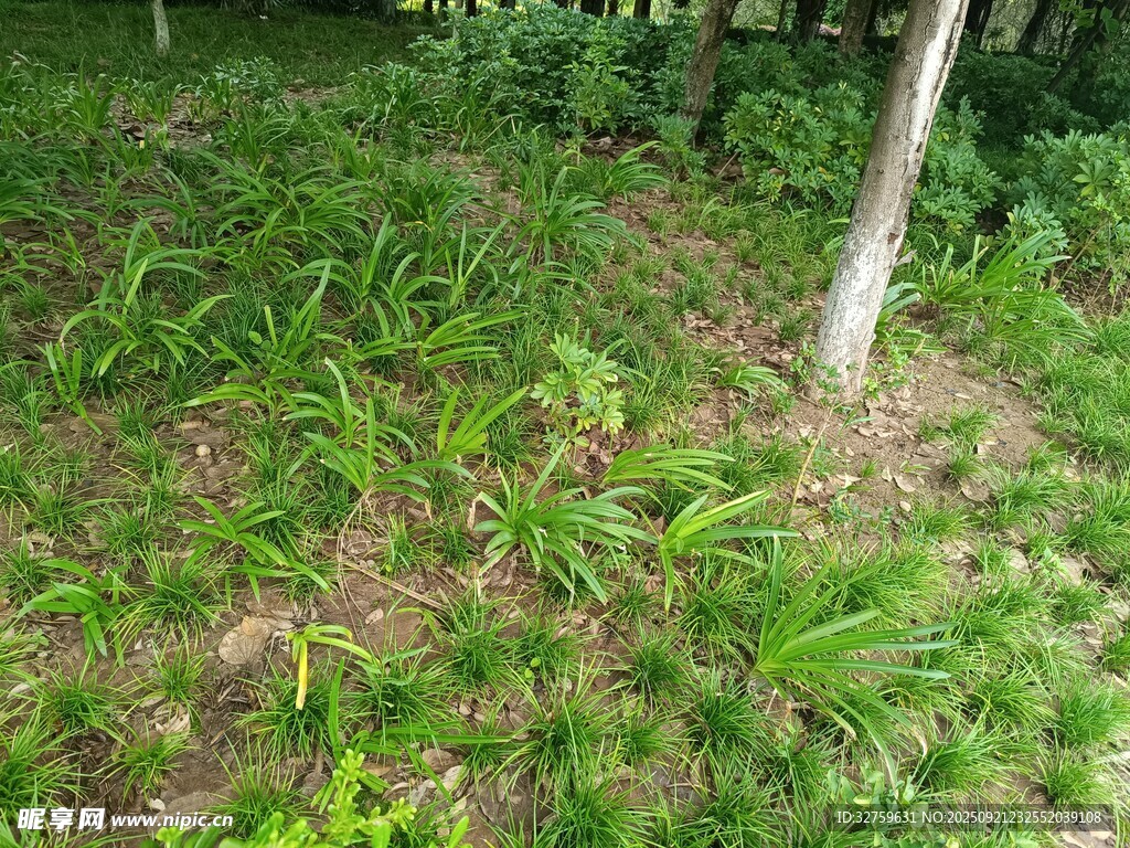 林间繁茂绿植景观