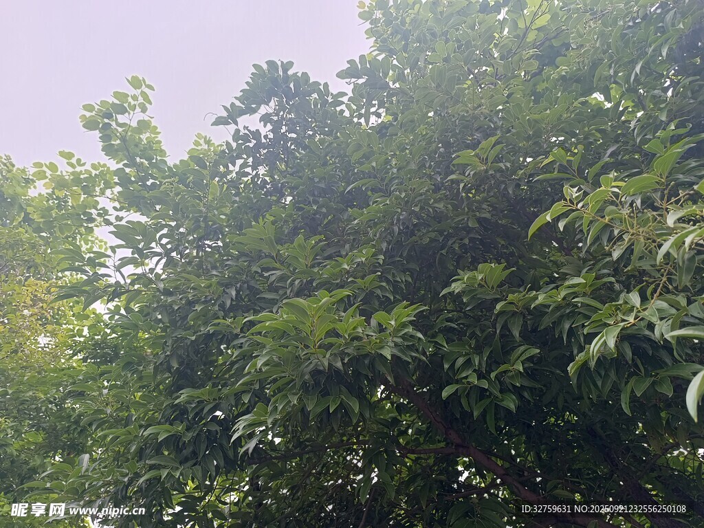 茂密绿树展现自然生机