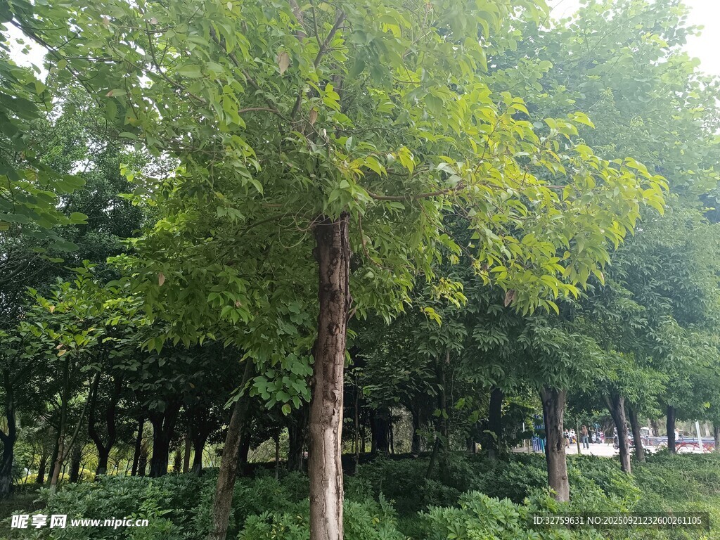 夏日葱郁树林景观