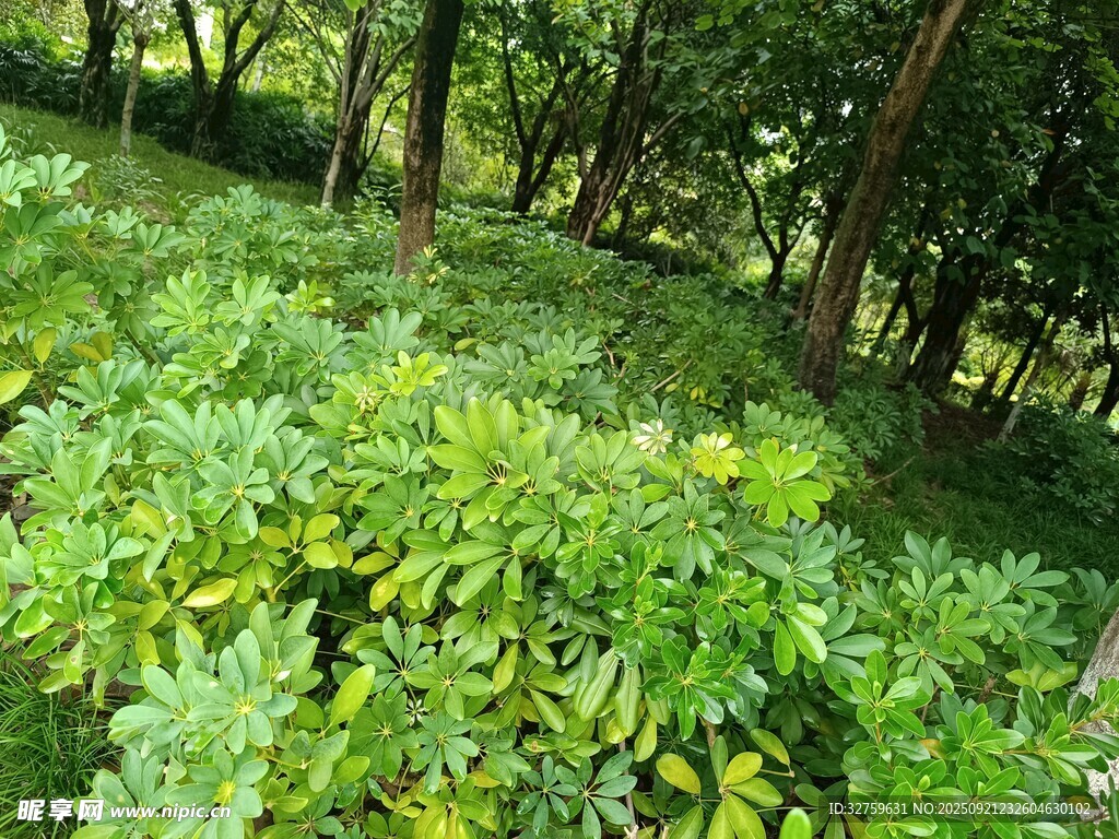 茂密林间绿意盎然的植被
