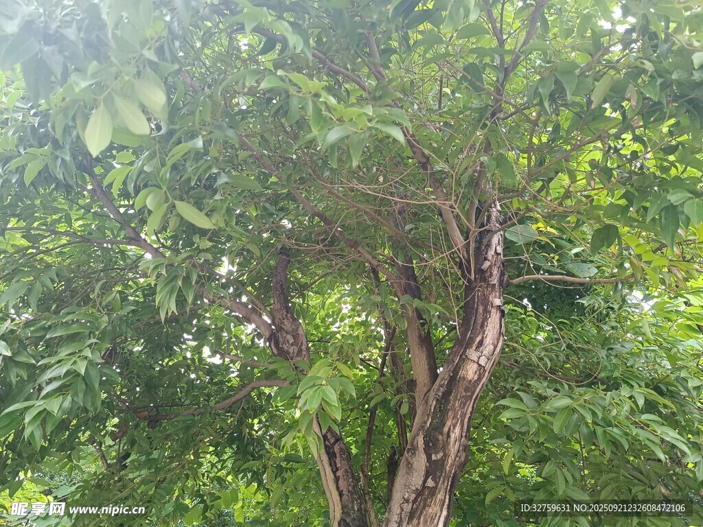 茂密树林中的弯曲树干