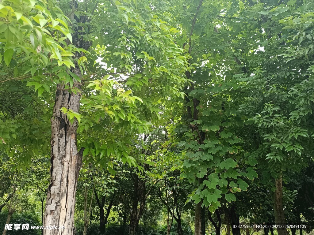 阳光照耀下的葱郁树林