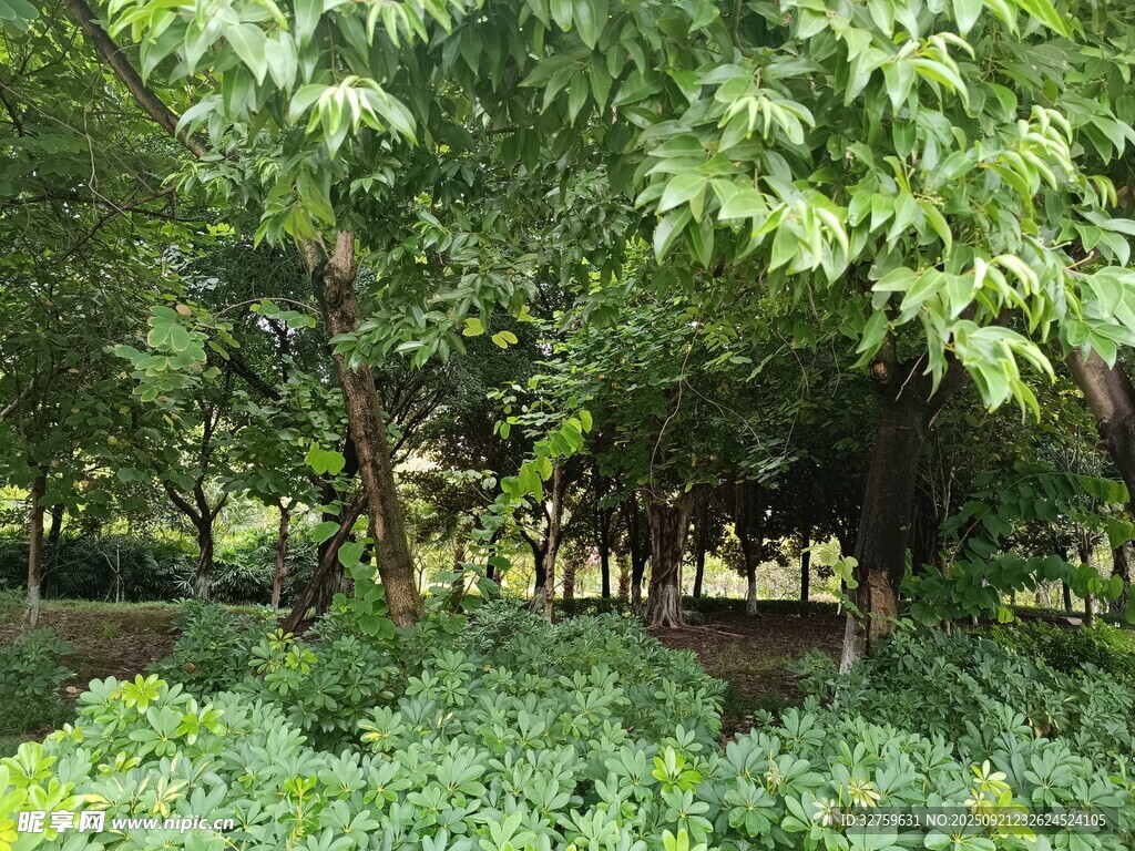 绿意盎然的林间植物景观