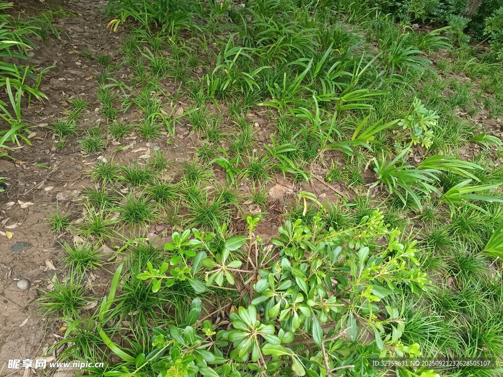 野外小径旁的丛生绿草