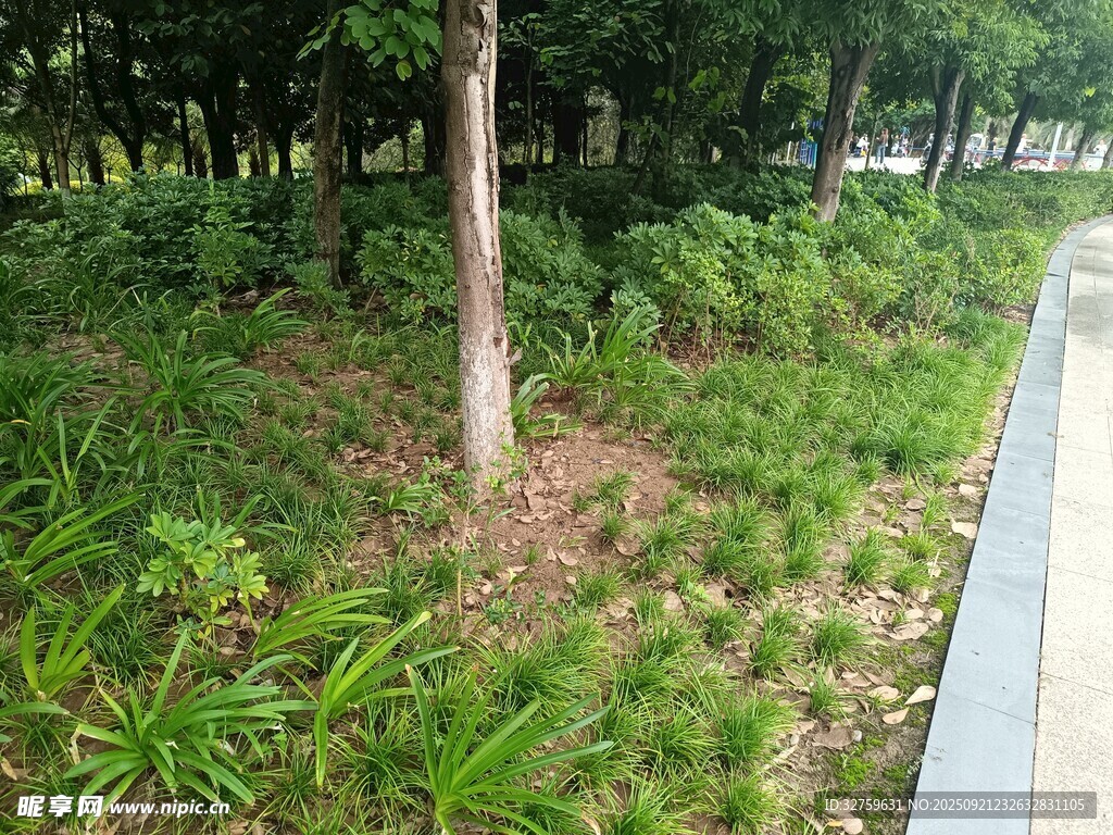 路边绿意盎然的植物景观