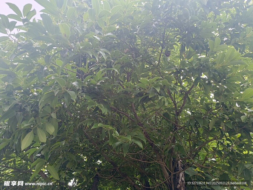 茂密绿树景观