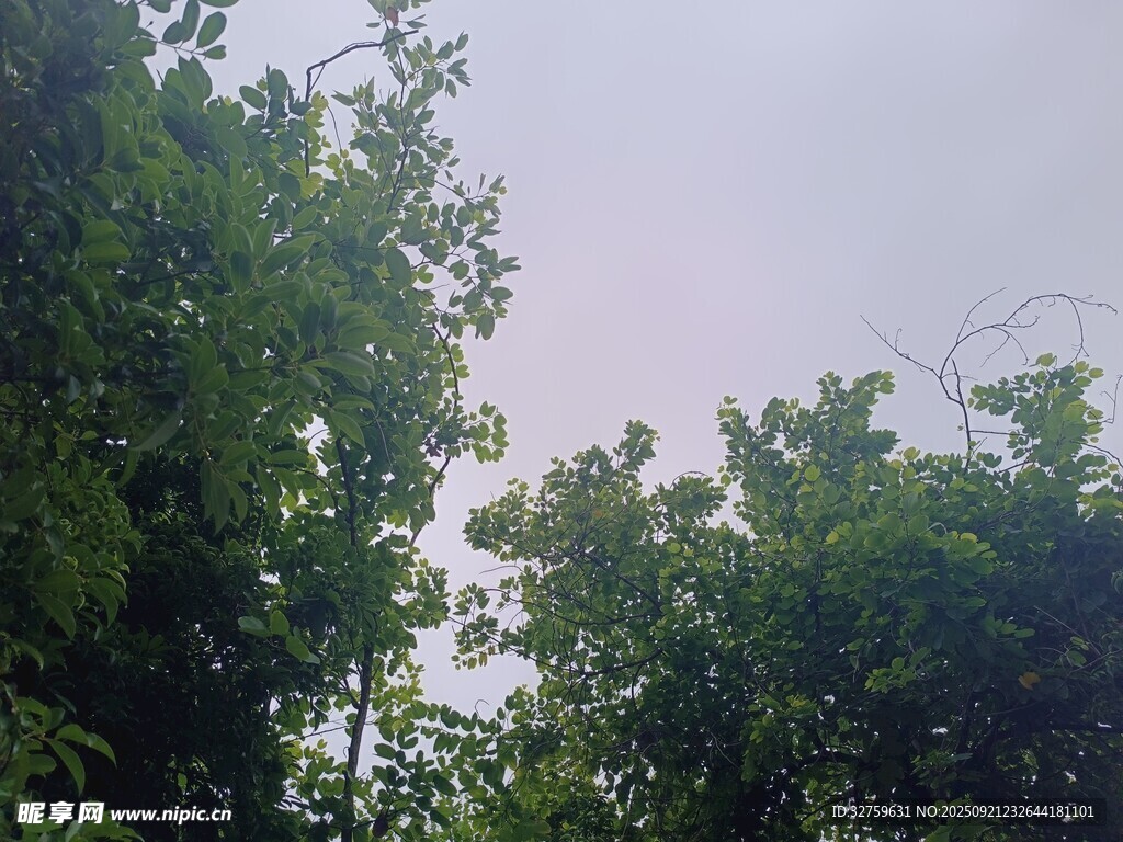 林间树梢上的朦胧天空
