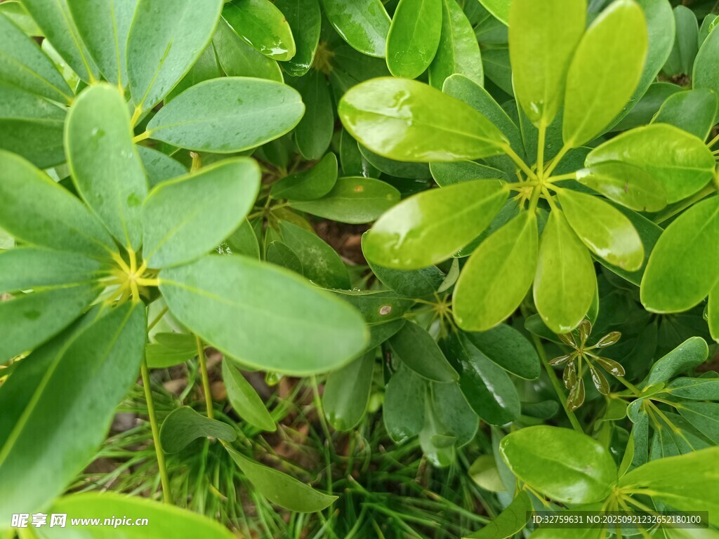 翠绿叶片的清新植物
