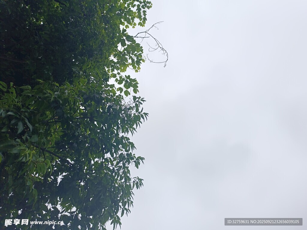 绿树映灰白天空