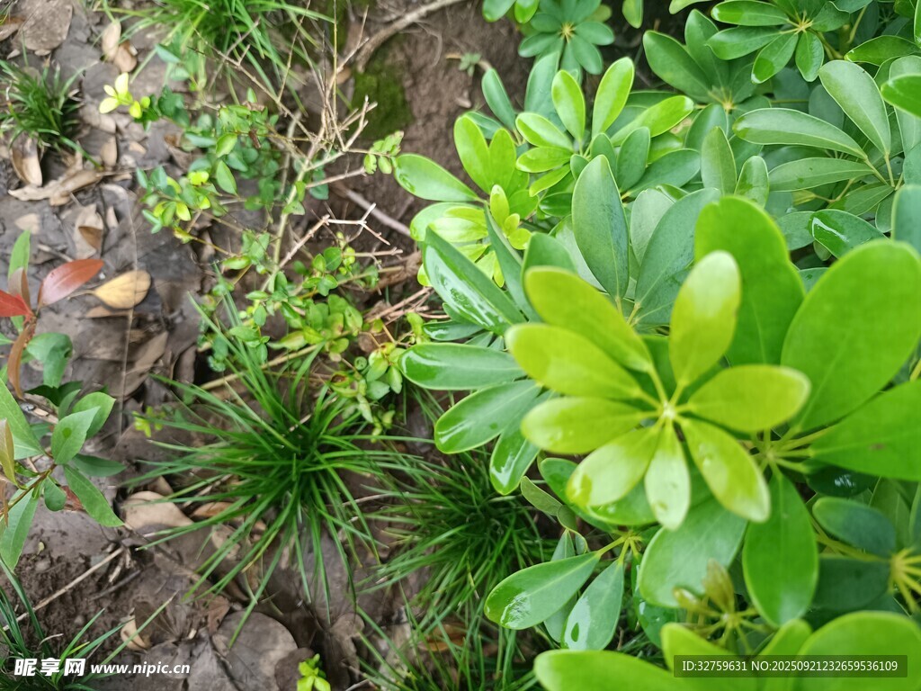 翠绿繁茂的地面绿植景观