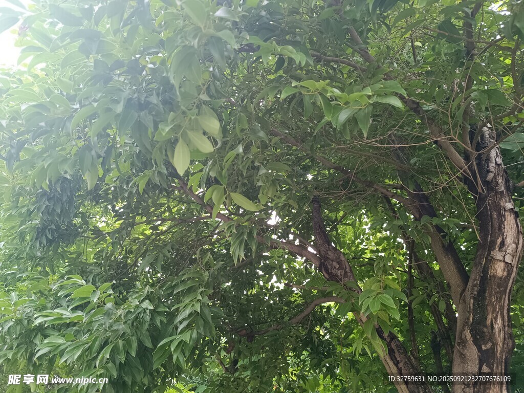 繁茂绿树 