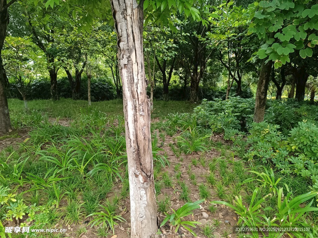 林间树木与繁茂绿草