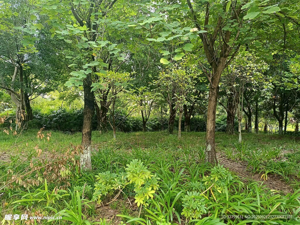 绿意盎然的林间景象