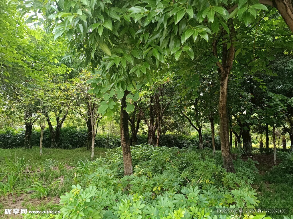 绿意盎然的森林景致